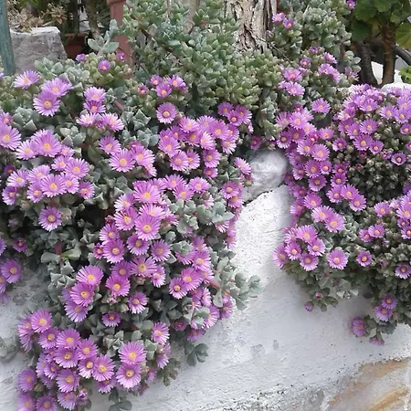 Borgo Antico Lejlighed Peschici